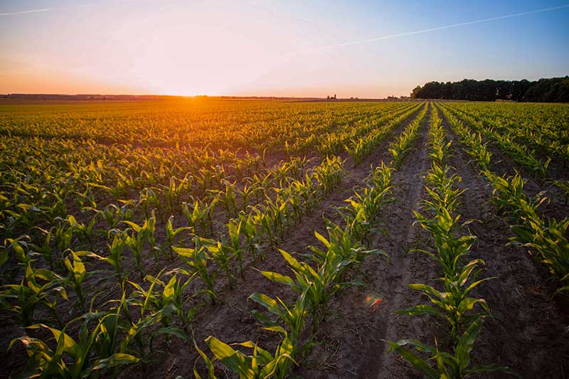 A photo of a lush, healthy corn field at sunrise.