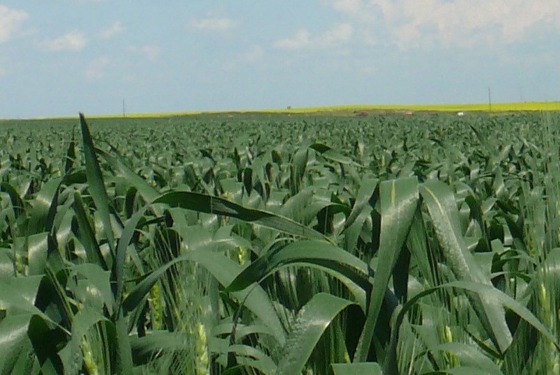 wheat crop