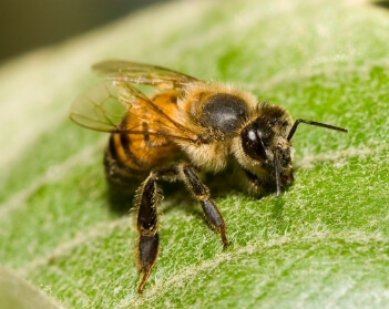 The Africanized honey bee