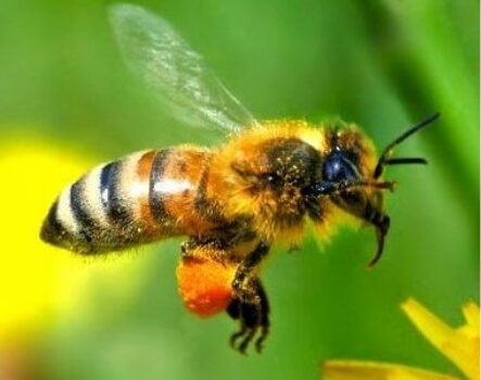 Picture of a bee