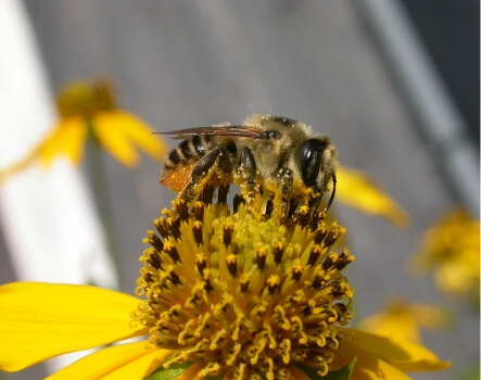 Picture of a bee