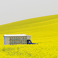 Truck in flowering field