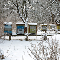 Honey bee hives in winter