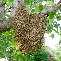 Honey bee swarm