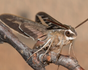 Hawk Moth