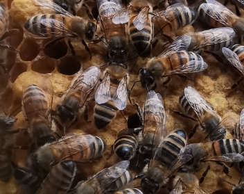 Honey Bee:Worker