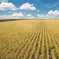 Agricultural crop