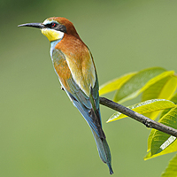 Image of a bird