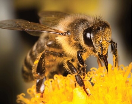 Picture of a bee