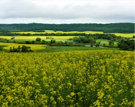 Picture of flowering canola plants