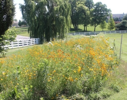 Field of flowers and plants beside a golf course.