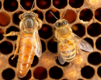 Honey Bee: Queen